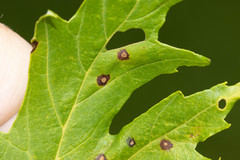 Acericecis ocellaris