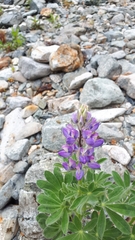 Lupinus nootkatensis