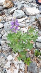 Lupinus nootkatensis