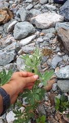 Lupinus nootkatensis