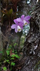 Cattleya loddigesii