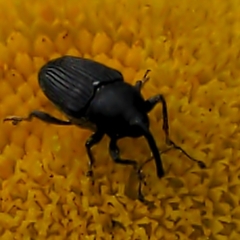 Odontocorynus salebrosus