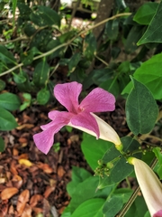 Bignonia diversifolia