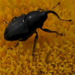 Odontocorynus salebrosus