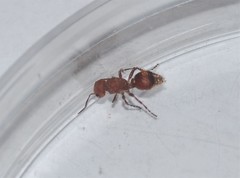 Dasymutilla scaevola