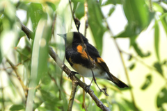 Setophaga ruticilla