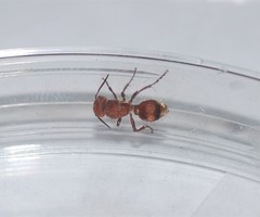 Dasymutilla scaevola