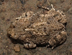 Poyntonophrynus vertebralis