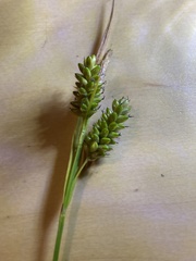 Carex pallescens