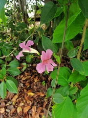 Bignonia diversifolia