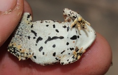 Poyntonophrynus vertebralis