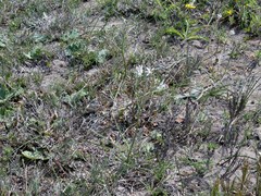 Trachyandra revoluta