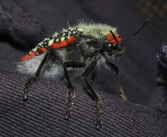 Julodis cirrosa cirrosa