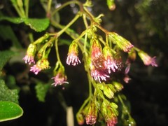 Aristeguietia glutinosa