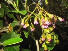 Aristeguietia glutinosa