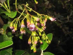 Aristeguietia glutinosa