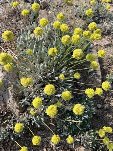 Image of Eriogonum capistratum by (c) mark-groeneveld, some rights reserved (CC BY)