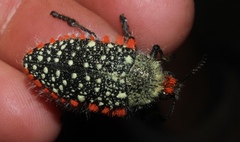 Julodis cirrosa cirrosa