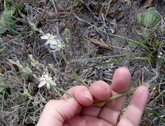 Trachyandra revoluta