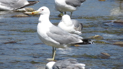 Larus californicus