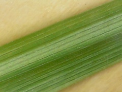Carex pallescens