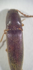 Megapenthes insignis