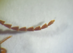 Megapenthes insignis