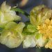 Ambrosia salsola salsola - Photo (c) Fred Melgert / Carla Hoegen, algunos derechos reservados (CC BY-NC), subido por Fred Melgert / Carla Hoegen