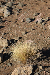 Deschampsia nubigena