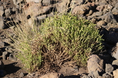 Silene struthioloides