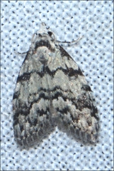 Nola melanogramma