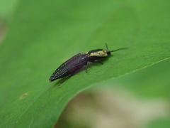 Lacon discoideus