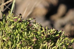 Silene struthioloides