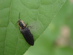 Lacon discoideus