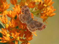 Calephelis borealis