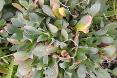 Limonium ramosissimum