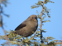 Molothrus bonariensis