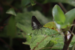 Callimormus radiola radiola