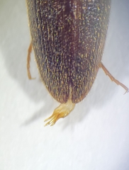 Megapenthes insignis