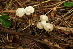 Marasmiellus praeacutus