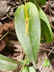 Pleurothallis microcardia