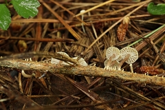 Marasmiellus praeacutus