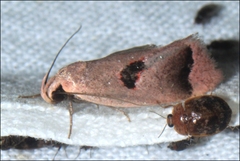 Acanthodela erythrosema