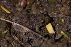 Pseudopaludicola pocoto