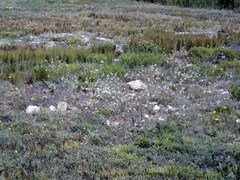 Trachyandra revoluta