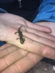 Aneides flavipunctatus