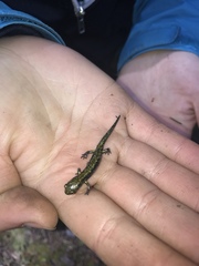 Aneides flavipunctatus