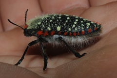 Julodis cirrosa cirrosa