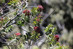 Santalum haleakalae
