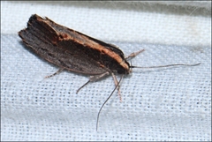 Archaereta dorsivittella